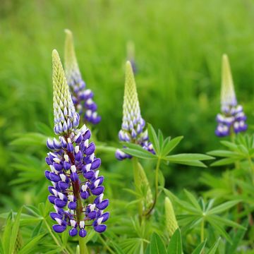 Lupinus Gallery Blue