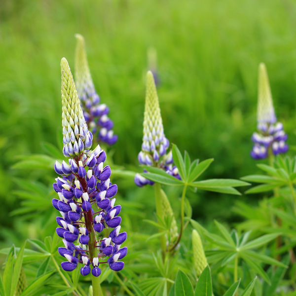 Lupinus Gallery Blue