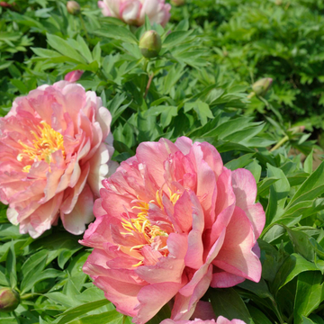 Pivoine Itoh 'Hillary' - Paeonia Itoh 'Hillary'