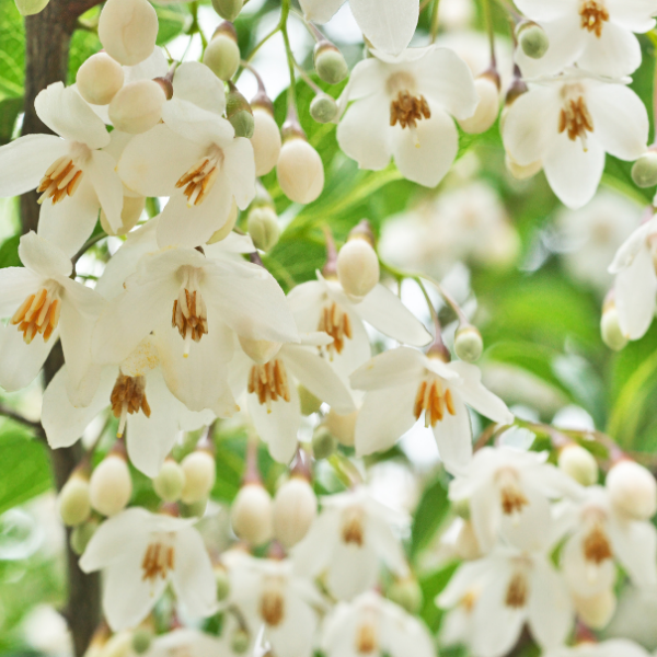 Arbre aux clochettes - Styrax japonais, Aliboufier