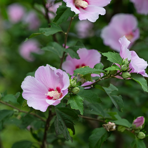 Mauve en arbre 'Woodbridge' - Hibiscus syriacus 'Woodbridge'