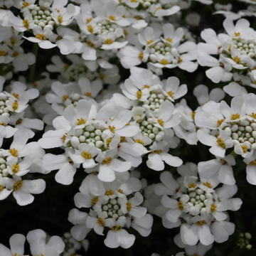 Iberis Sempervirens Fischbeck
