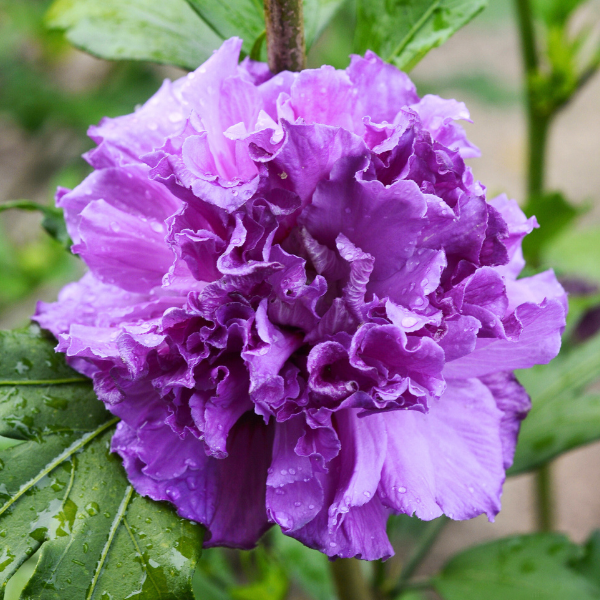 Hibiscus Syriacus French Cabaret (R) Purple