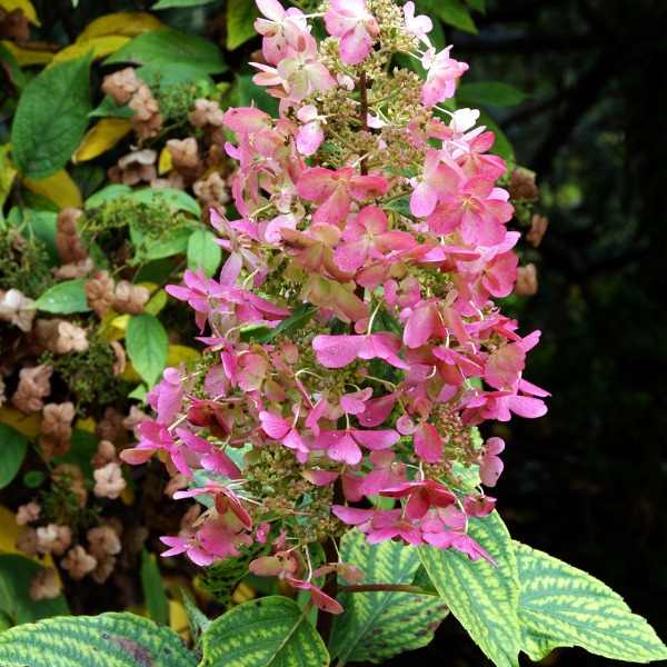 Hortensia paniculé 'Magical® Fire' - Hydrangea paniculata 'Magical® Fire'
