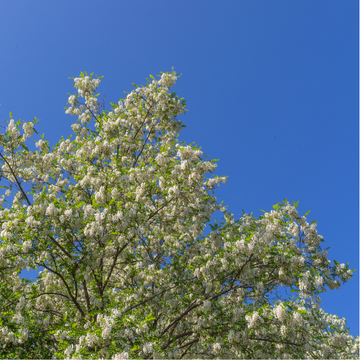 Arbre des pagodes - Sophora Japonica