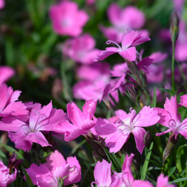 Oeillet Kakori Rose - Dianthus Kahori Pink