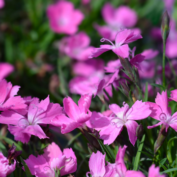 Oeillet Kakori Rose - Dianthus Kahori Pink