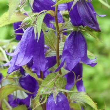 Campanule a large fleur bleu violet -  X pulloides 'Jelly Bells'