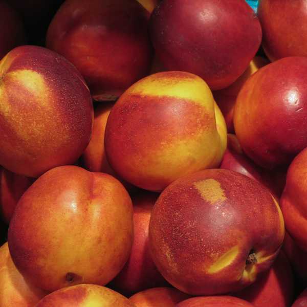 Nectarinier Fantasia - Prunus Persica Fantasia