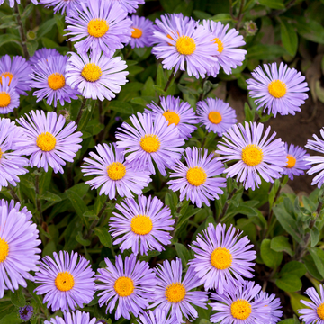 Aster De Printemps 'Wartburgstern' - Aster Tongolensis 'Wartburgstern'