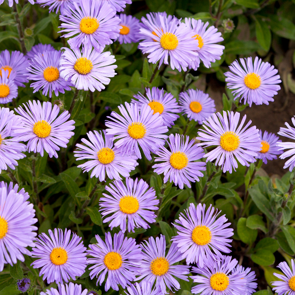 Aster De Printemps 'Wartburgstern' - Aster Tongolensis 'Wartburgstern'