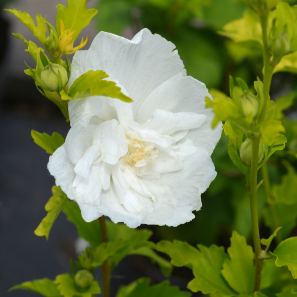 Mauve en arbre ' White Chiffon' - Hibiscus syriacus ' White Chiffon'