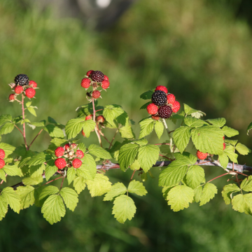 Rubus occidentalis Black Jewel