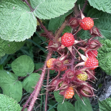 Rubus Phoenicolasius