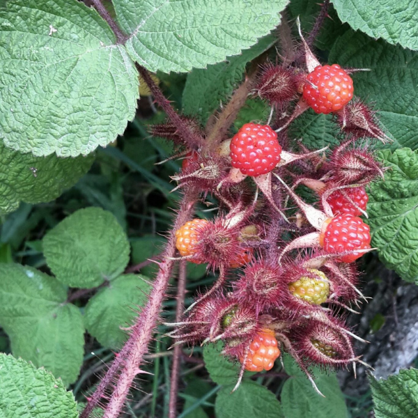 Rubus Phoenicolasius