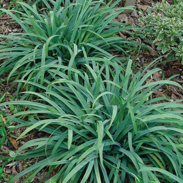 Laîche 'Bunny blue' - Carex laxiculmis 'Bunny blue'