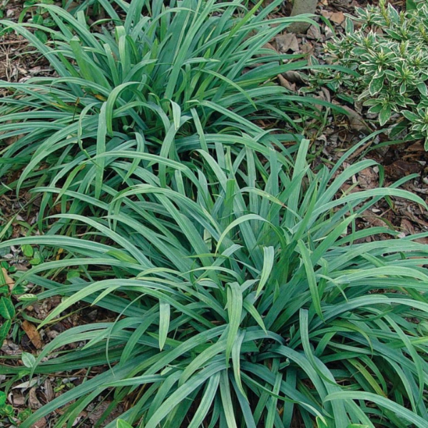 Laîche 'Bunny blue' - Carex laxiculmis 'Bunny blue'