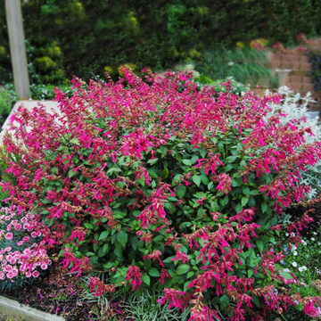Sauge 'Wendy's Wish' - Salvia 'Wendy's Wish'