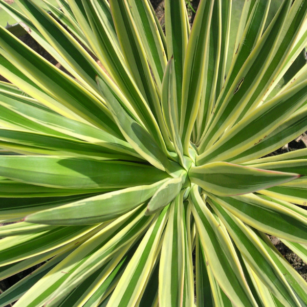 Yucca Filamentosa 'Color Guard'