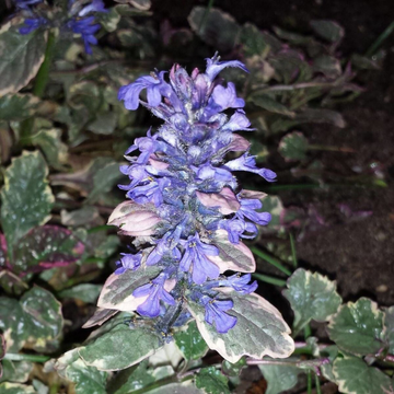 Bugle rampant 'Burgundy Glow' - Ajuga reptans 'Burgundy Glow'