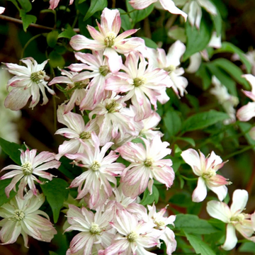Clématite des montagnes'Marjorie' - Clematis montana 'Marjorie'
