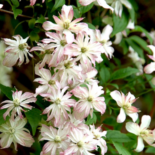 Clématite des montagnes'Marjorie' - Clematis montana 'Marjorie'