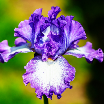Iris des jardins 'Cozy Calico' - Iris germanica 'Cozy Calico'