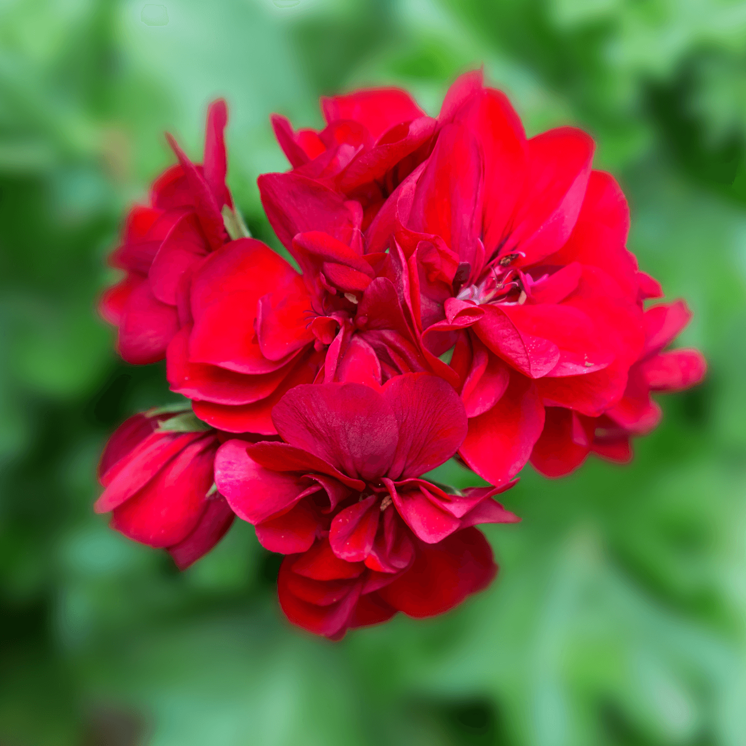 Géranium Zonale - Pelargonium x hortorum - FLEURANDIE