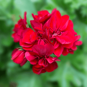 Géranium Zonale - Pelargonium x hortorum - FLEURANDIE