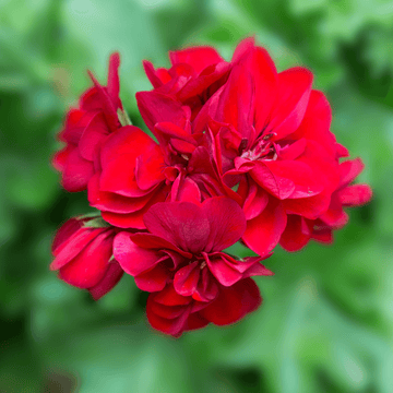 Géranium Zonale - Pelargonium x hortorum