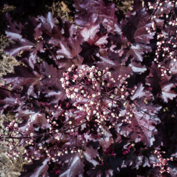 Heuchère 'Black Beauty - ' Heuchera 'Black Beauty'