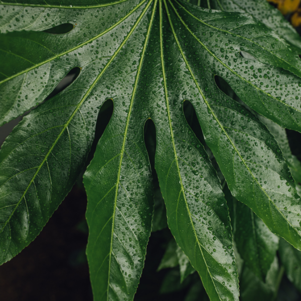 Fastia Polycarpa Green Fingers