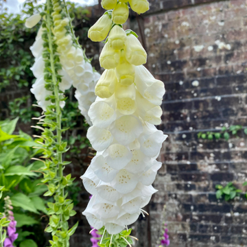 Digitalis Hybride Lucas White