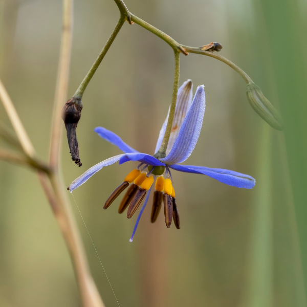 Dianella 'Coolvista' - Dianella Revoluta 'Coolvista'