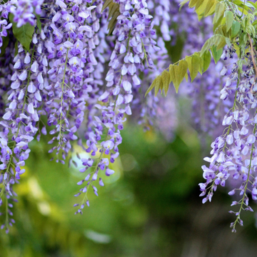 Glycine Variée - Wistéria