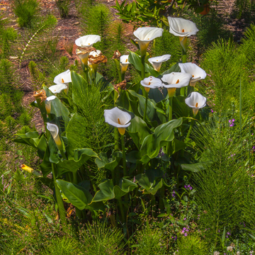 Arum d'Éthiopie - Zantedeschia aethiopica