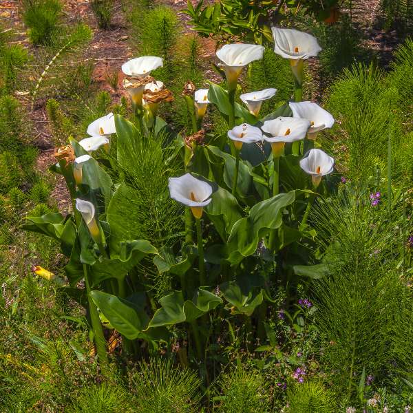 Arum d'Éthiopie - Zantedeschia aethiopica