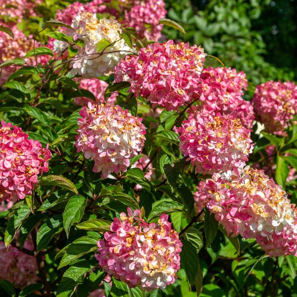Hortensia paniculé 'Vanille fraise'® - Hydrangea paniculata 'Vanille fraise®'