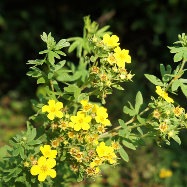 Potentille arbustive 'Goldfinger' - Potentilla fruticosa 'Goldfinger'