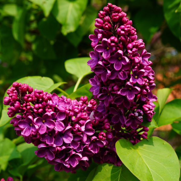 Lilas 'Ruhm von Horstenstein' - Syringa vulgaris 'Ruhm von Horstenstein'