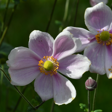 Anémone Du Japon Tomentosa 'Serenade' - Anemone Hybrida 'Serenade'