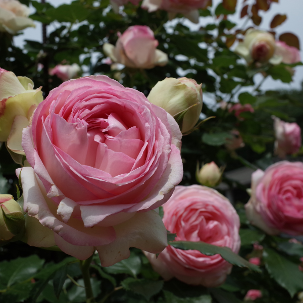 Rosier grimpant 'Pierre De Ronsard' - Rosa grimpant 'Pierre De Ronsard'