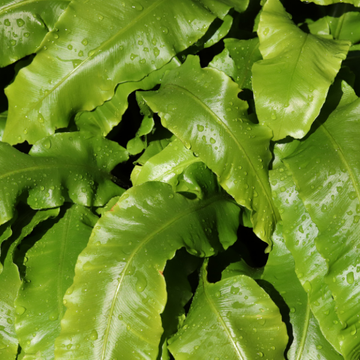 Scolopendre langue de bœuf - Asplenium scolopendrium