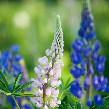 Lupin Nain