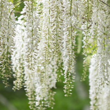 Glycine japonaise 'Alba' - Wisteria floribunda 'Alba'