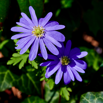 Anémone de Grèce 'Blue Shades' - Anemone blanda 'Blue Shades'