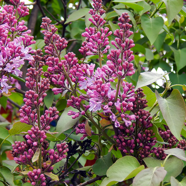 Lilas commun 'Belle de Nancy' - Syringa vulgaris 'Belle de Nancy'
