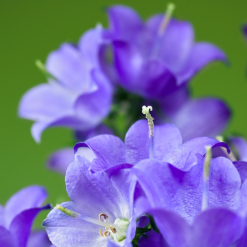 Campanula Pers. 'Takion Blue'