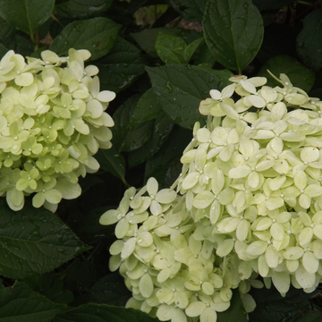 Hortensia Paniculé 'Skyfall' - Hydrangea Paniculata 'Skyfall'