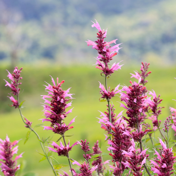 Agastache 'Globetrotter' - Agastache 'Globetrotter'